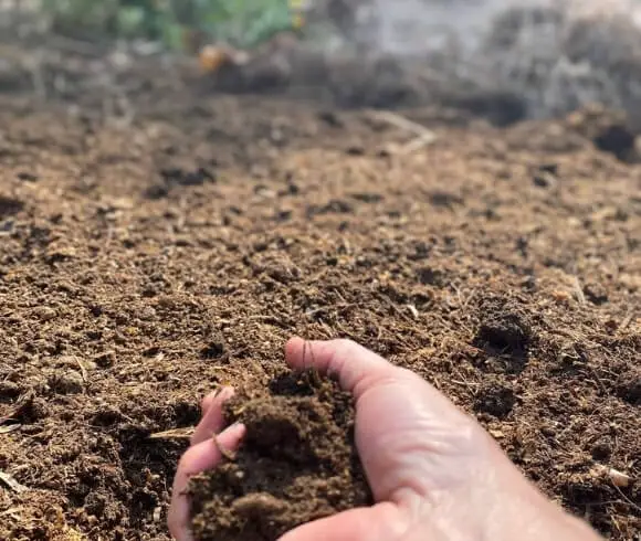 Healing DIY Gardener's Hand And Skin Salve image showing hand holding a fist full of soil in garden bed