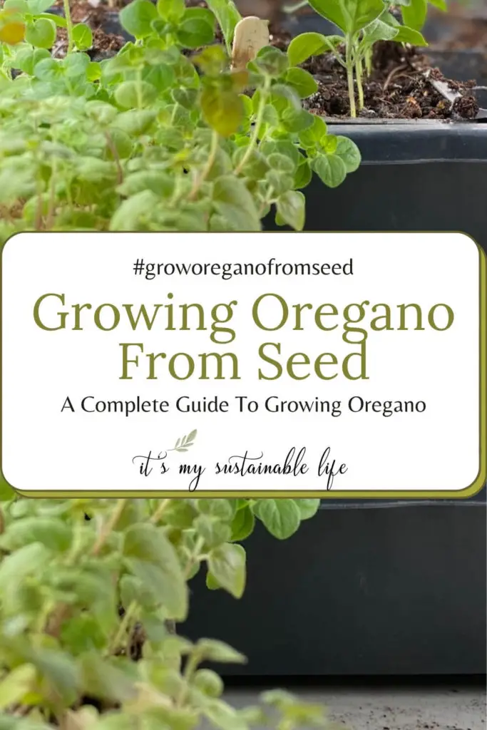 How To Grow Oregano From Seed pin made for Pinterest showing closeup of oregano plant