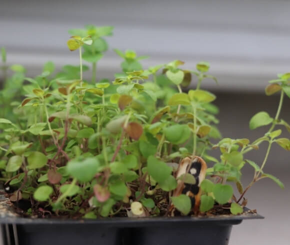 How To Grow Oregano From Seed image showing small oregano plant in pot