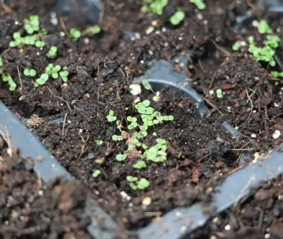 How To Grow Oregano From seed image showing top view of small sprouts of oregano just emerging in soil