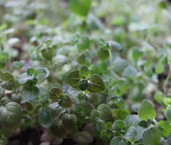 How To Grow Oregano From Seed image showing beautiful green closeup of oregano seedlings