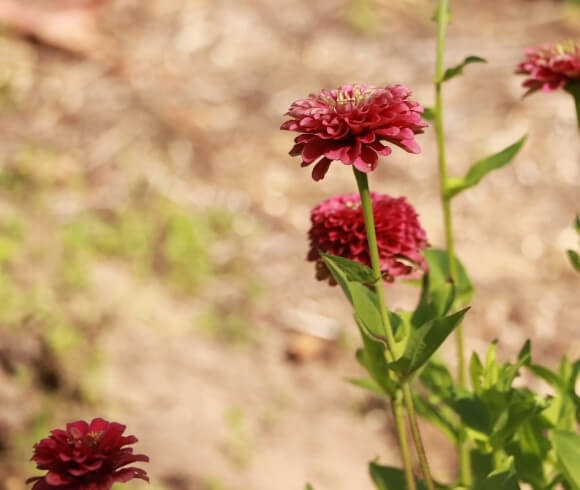 How To Plant Zinnia From Seed image showing 3 red zinnia flowerheads growing in the garden