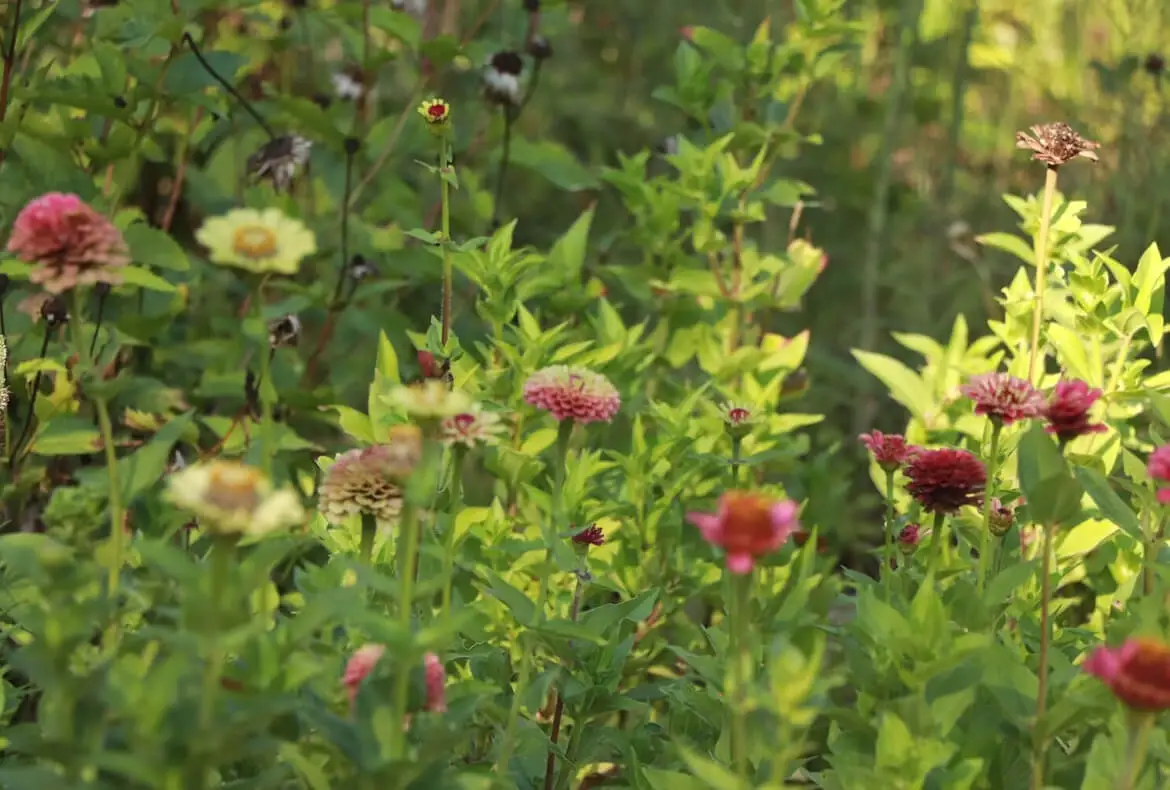 How To Plant Zinnia From Seed   It's My Sustainable Life