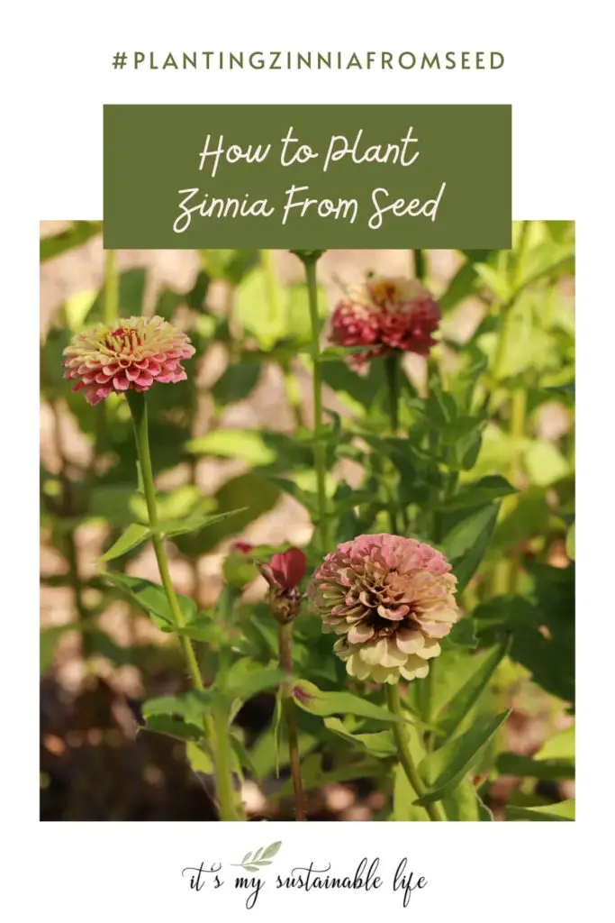 How To Plant Zinnia From Seed pin for Pinterest showing image of blush colored zinnias growing in garden