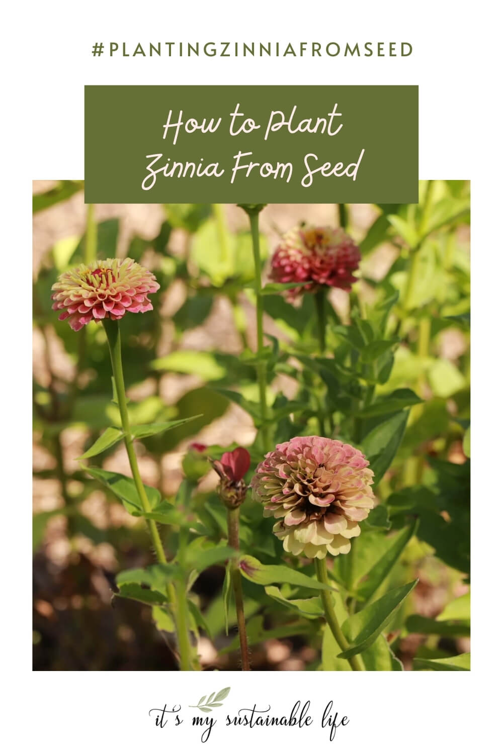 How To Plant Zinnia From Seed It's My Sustainable Life