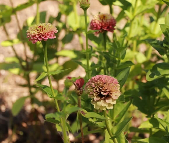 How To Plant Zinnia From Seed image showing closeup of blush colored zinnia in the garden