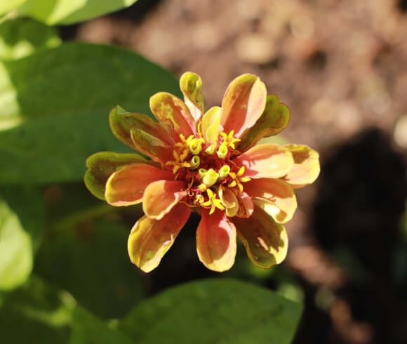 How To Plant Zinnia From Seed image showing closeup of loosely petaled zinnia flower