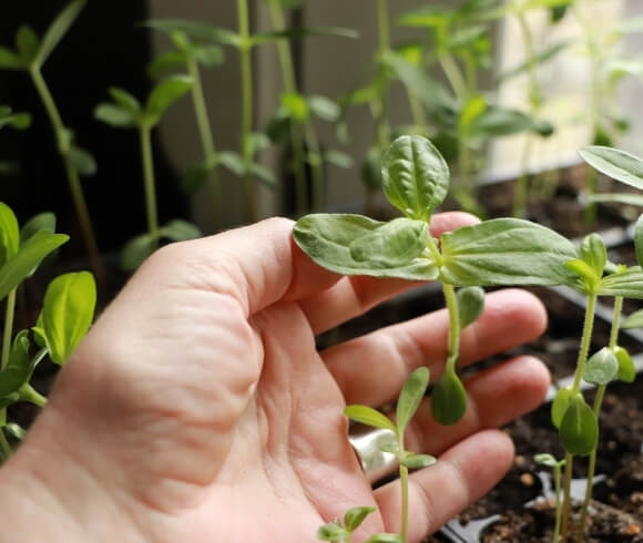 How To Plant Zinnia From Seed image showing hand holding the head of a zinnia seedling