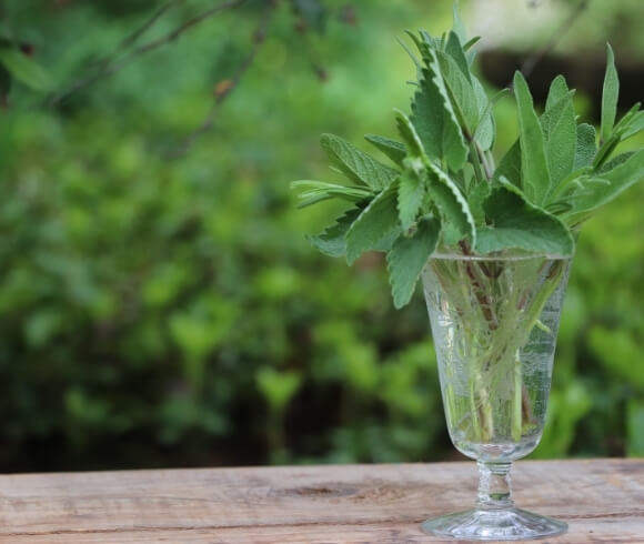 Propagating Herbs From Cuttings image showing cut glass stemware filled with water and herb cuttings resting on wooden board with blurred background of greenery