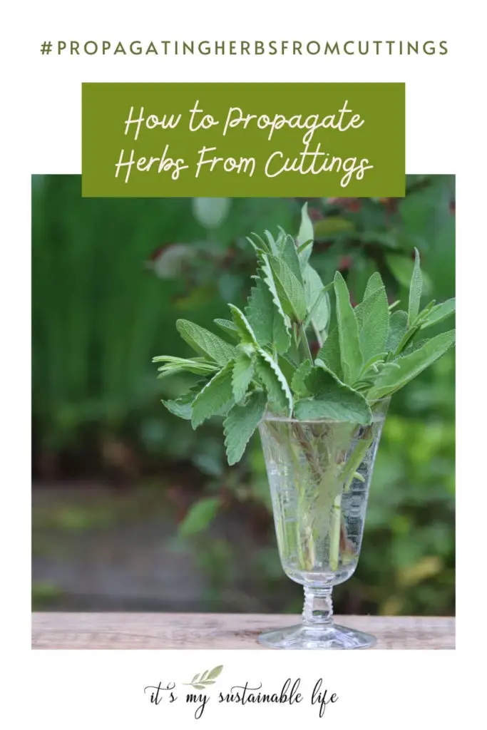 Propagating Herbs From Cuttings pin created for Pinterest showing beautiful cut glass filled with herb cuttings