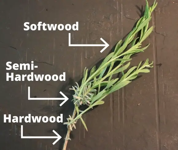 Propagating Herbs From Cuttings image showing single herb stem with softwood, semi-hardwood, and hardwood growth areas