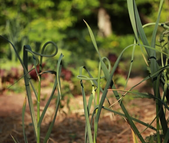 Fermented Garlic Scape image showing garlic flower, aka scape, growing in the garden