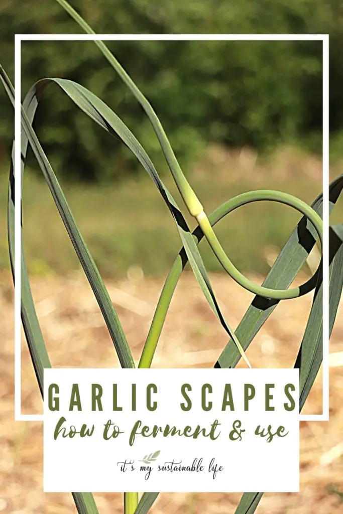 Fermented Garlic Scapes pin created for Pinterest showing single garlic scape growing in garden