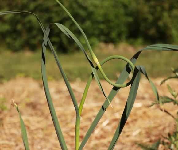 Fermenting Garlic Scapes image showing single garlic scape growing in garden setting