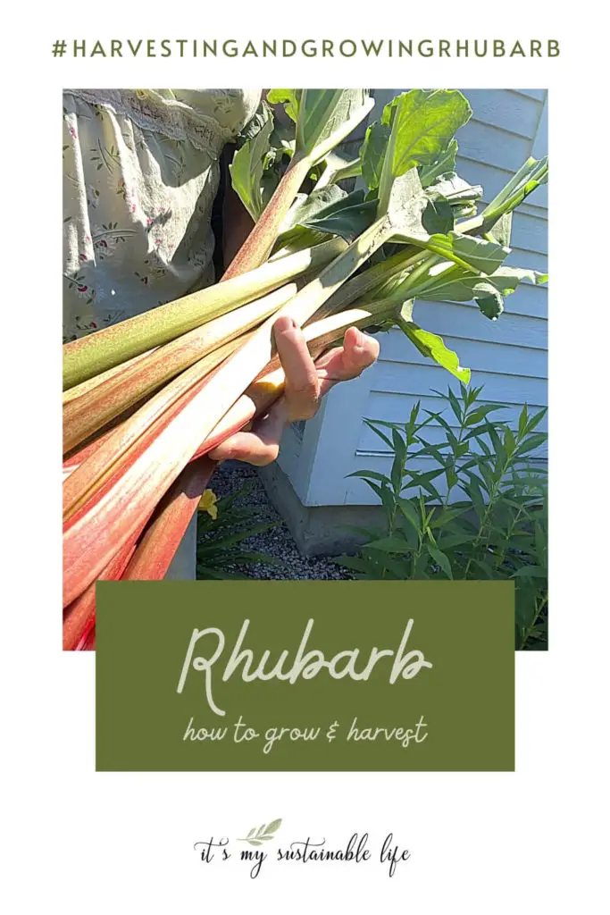 Harvesting Rhubarb pin made for pinterest showing person at waist level holding a bunch of freshly harvested rhubarb stalks highlighted with bright sunlight