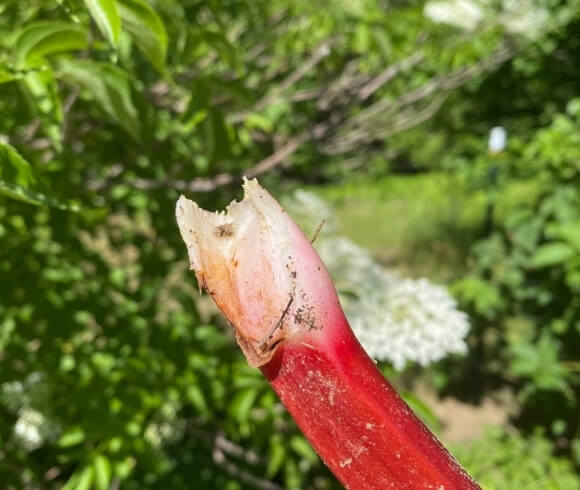 Harvesting Rhubarb - When And How image showing freshly harvested rhubarb stalk end of where the stalk itself attaches to the plant