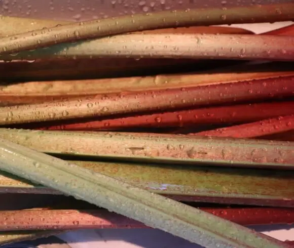 Harvesting Rhubarb - When And How featured image showing closeup image of rhubarb stalks freshly harvested and washed stacked on top of one another