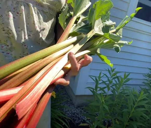 Harvesting Rhubarb - When And How image showing person at waist height holding a rhubarb harvest