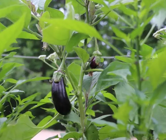 Foods That Are Safe to Can And Those That Aren't {Canning Safety Series} image showing young eggplant growing on plant