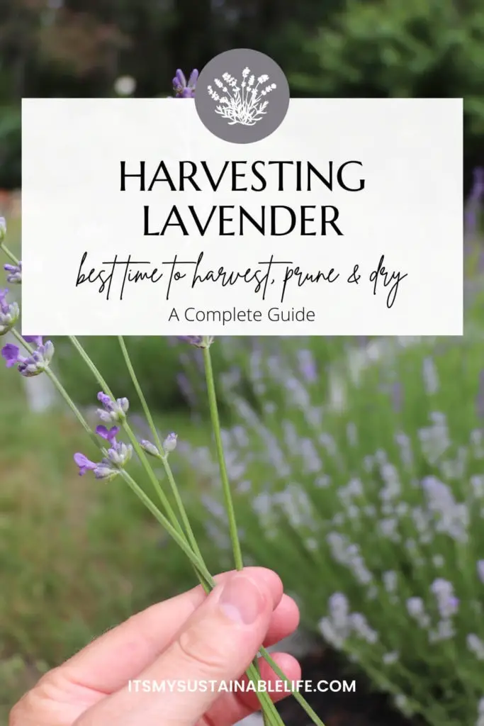 Harvesting Lavender - Best Time To Harvest, Prune & Dry pin made for Pinterest showing hand holding springs of lavender with blurred lavender growing in background