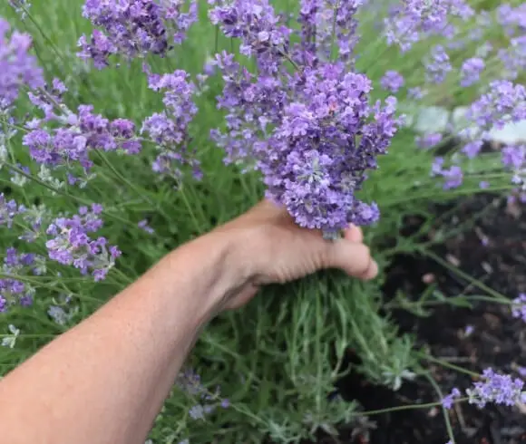 Harvesting Lavender - Best Time To Harvest, Prune & Dry image showing proper size bundle with hand holding lavender stems between pointer finger and thumb