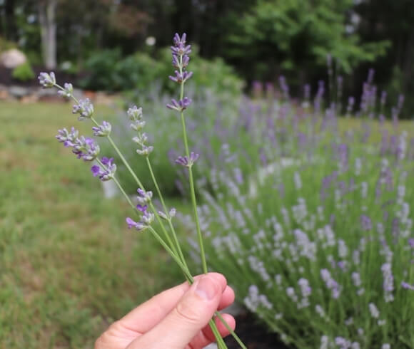 Harvesting Lavender - When And How To Prune And Dry image showing hand holding several harvested lavender stems with blurred background of lavender growing in the garden