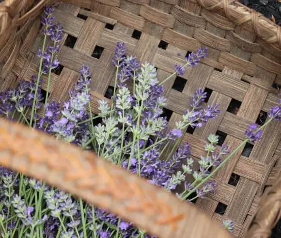 Harvesting Lavender - When And How To Prune And Dry image showing harvested lavender flowers in basket