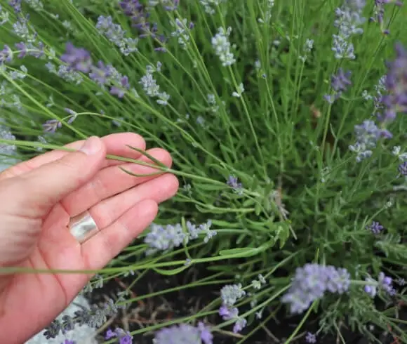 Harvesting Lavender - When And How To Prune And Dry image showing hand holding one single lavender stem with entire lavender plant below