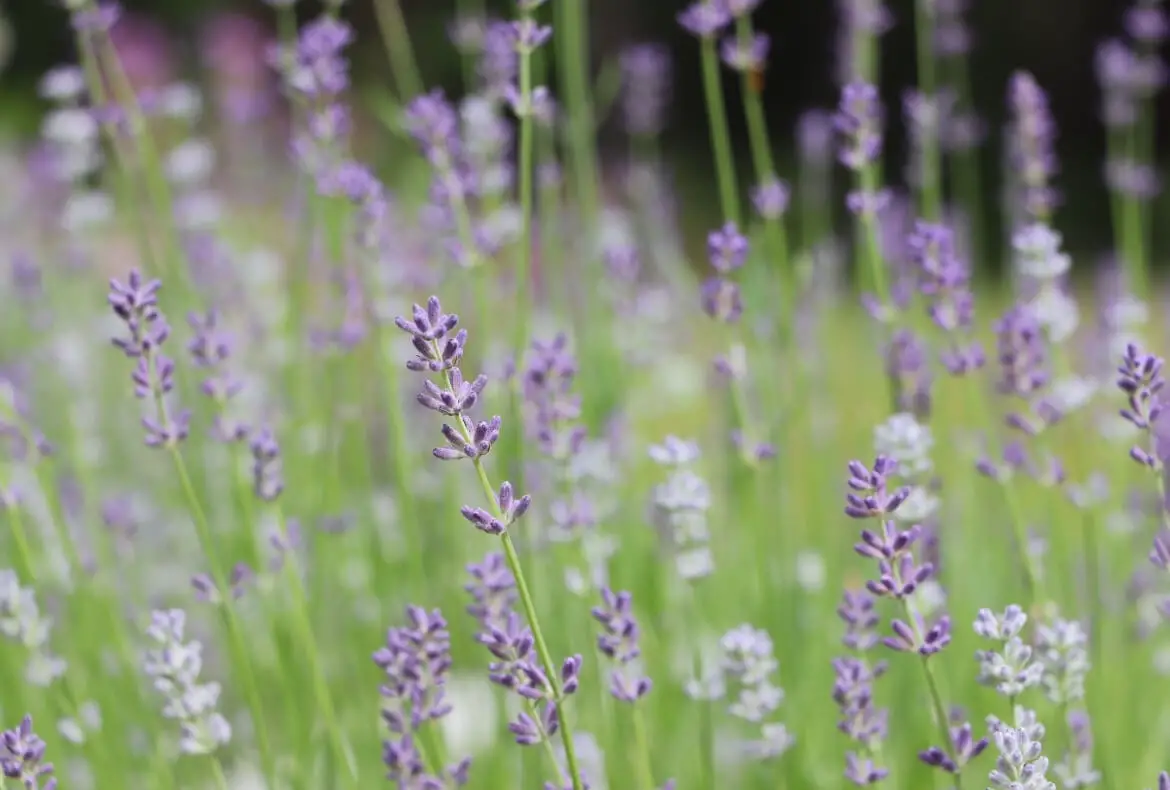 Dried Lavender - Homegrown Harvested in 2023