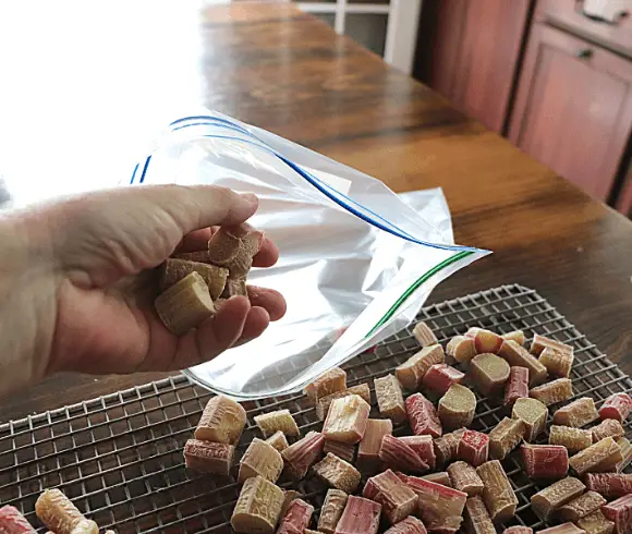 How To Freeze Rhubarb image showing frozen rhubarb being placed into freezer plastic bag by the handful