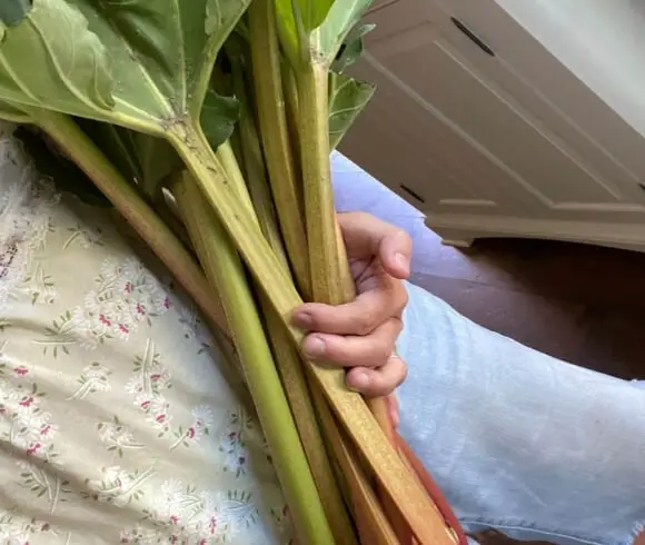 How To Freeze Rhubarb image showing person holding many stalks of rhubarb at waist height with leaves still attached to red and green rhubarb stalks