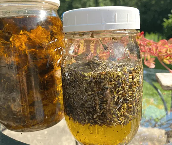 How To Make Lavender Oil {Plus Its Benefits & Uses} images showing lavender buds in oil in mason jar topped with white lid next to a jar of dandelions in oil