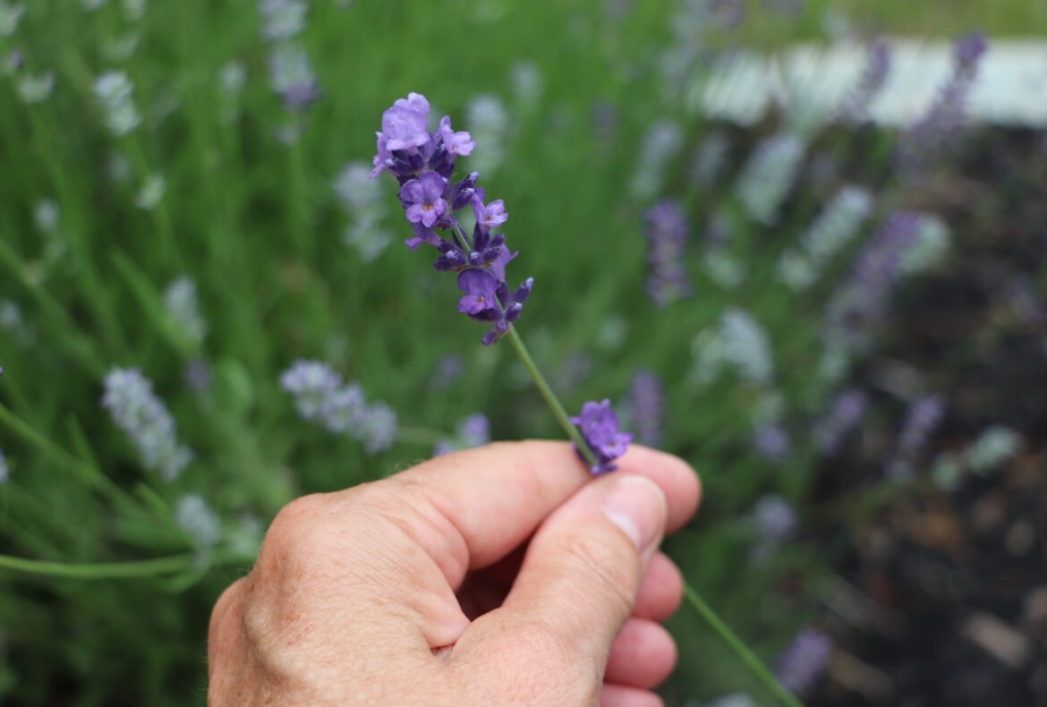 Harvesting Fresh Lavender: How to Harvest, Prune & Dry Lavender Flowers ~  Homestead and Chill