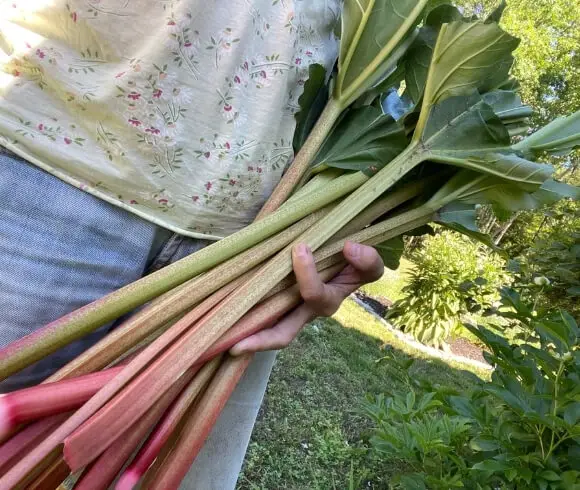 Rhubarb Juice Concentrate image showing arm full of harvested rhubarb at waist height