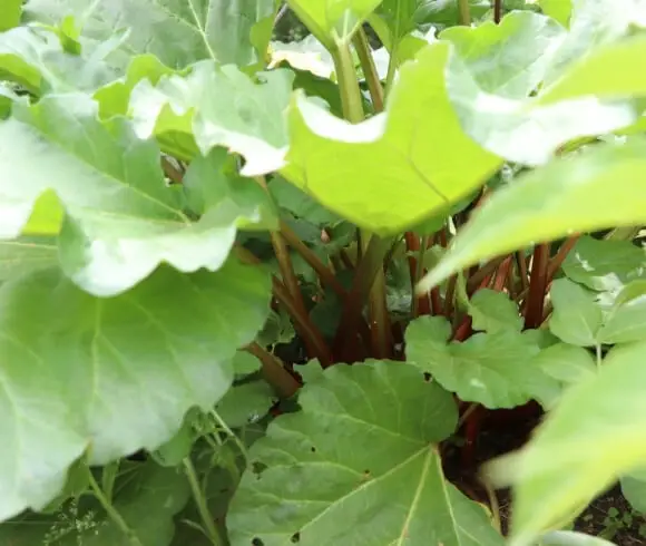 Rhubarb Juice Concentrate image showing rhubarb plant in the garden with beautiful shaded light