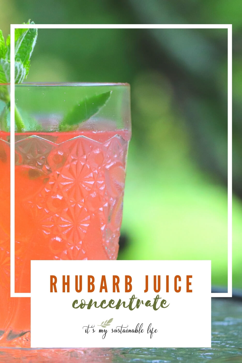 Rhubarb Juice Concentrate It's My Sustainable Life