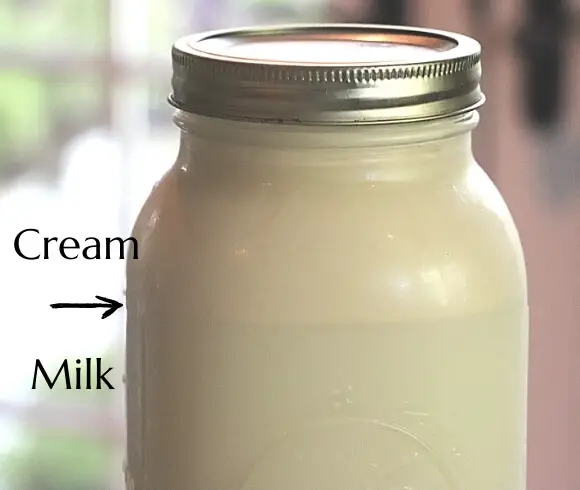 How To Make Homemade Butter {And Buttermilk} image showing closeup view of bottle of raw milk showing cream line at the top and milk line at the bottom