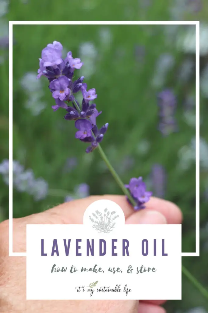 How To Make Lavender Oil {Plus Its Benefits And Uses} pin made for Pinterest showing hand holding a single sprig of lavender 