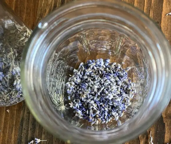 How To Make Lavender Oil {Plus Its Benefits & Uses}