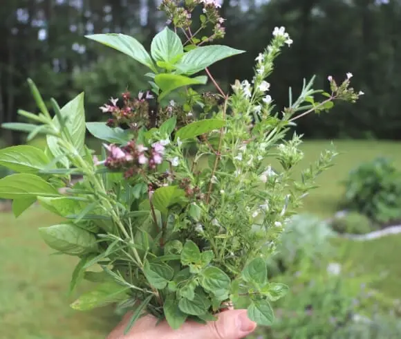 New England Style American Chop Suey image showing hand holding a bouquet of fresh herbs with grass and trees in a blurred background