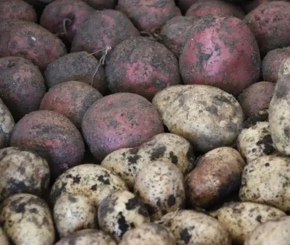 Harvesting And Storing Potatoes image showing freshly dug red and white potatoes