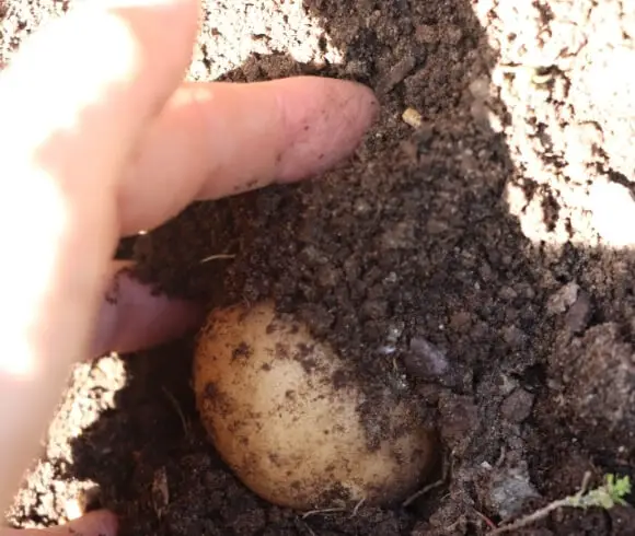 Harvesting And Storing Potatoes image showing hand reaching in to grab a white potato from dirt in garden