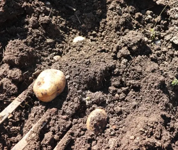 Harvesting And Storing Potatoes image showing white potatoes being dug in with a pitchfork in the garden