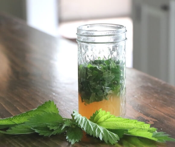 Herbal Oxymel {Benefits, Uses, And Recipes} image showing uncovered mason jar with herbs, vinegar and honey in jar resting on wooden board with sprig of fresh green nettle laying in front of the jar