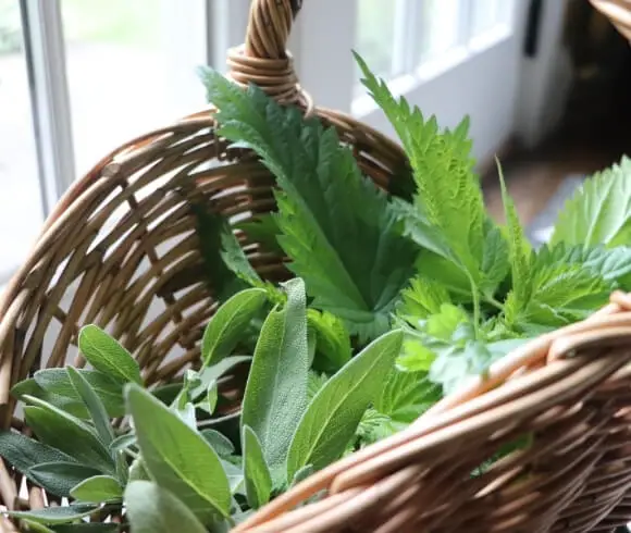 Herbal Oxymel {Benefits, Uses, And Recipes} image showing fresh herb sprigs of sage and nettle in curved wicker basket with handle
