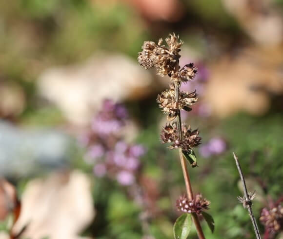 Seed Saving For Beginners image showing closeup of herb seed head ready to harvest with blurred background