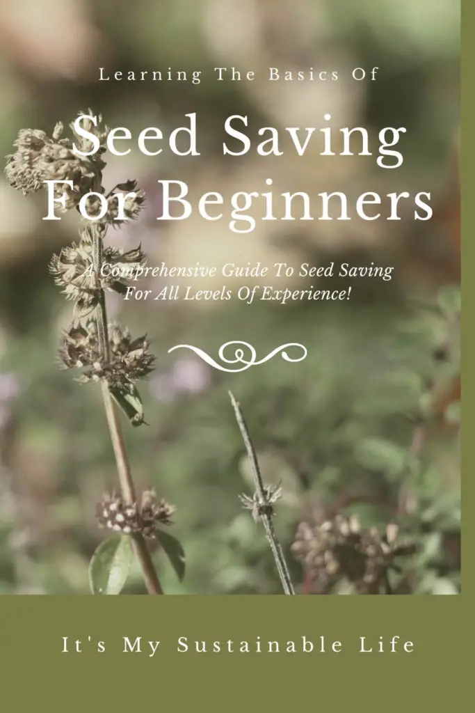 Seed Saving For Beginners pin made for Pinterest showing information of article on learning how to save seed with image of mint seeds dried on the stem
