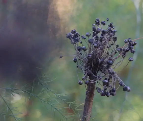 Seed Saving For Beginners image showing closeup of alium seed head fragments ready to be harvested