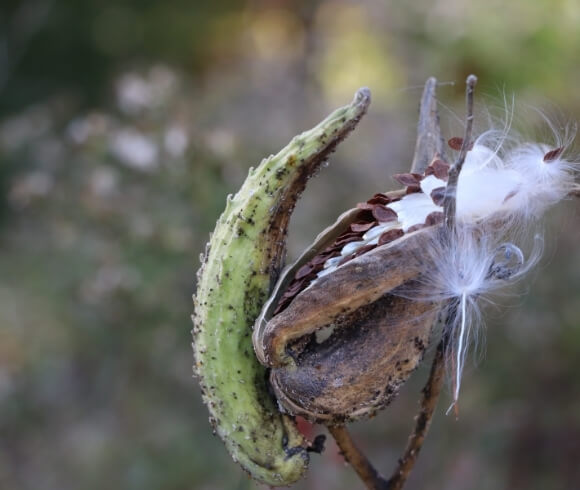 Seed Saving For Beginners image showing closeup of opened milkweed plant showing seeds ready to be saved