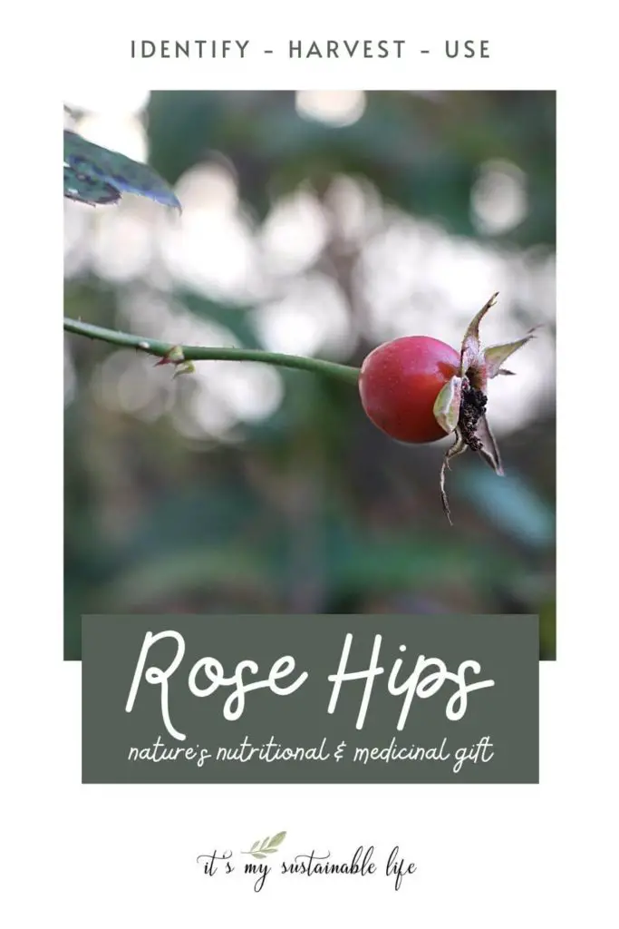 Foraging Rose Hips {Identify, Harvest, And Use} pin made for Pinterest showing featured image of single red rose hip still on the stem in the garden with a blurred background